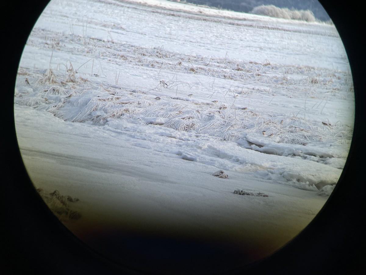 Snow Bunting - ML415239051