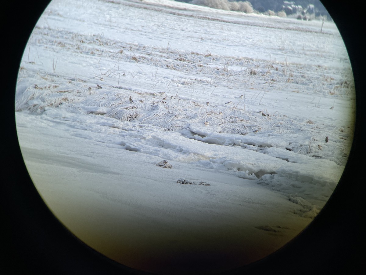 Snow Bunting - ML415239061