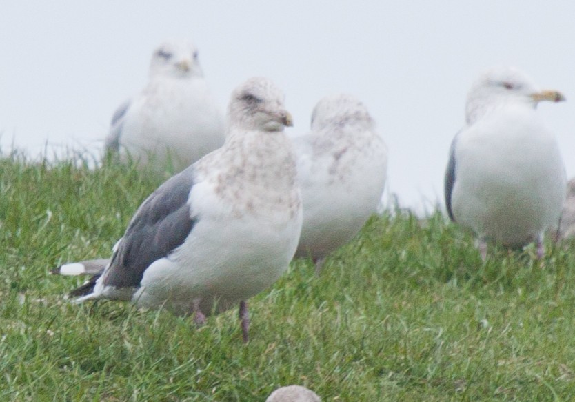 Slaty-backed Gull - ML415239111