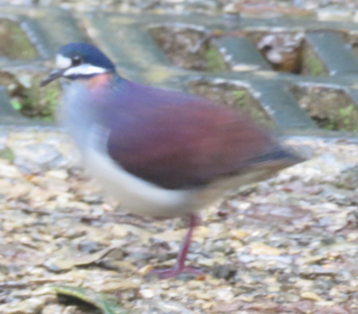 Purple Quail-Dove - M.K. McManus-Muldrow