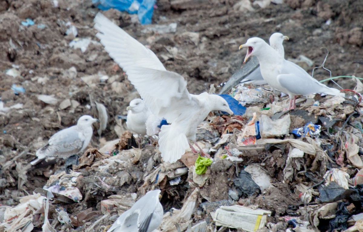 Glaucous Gull - ML415240361