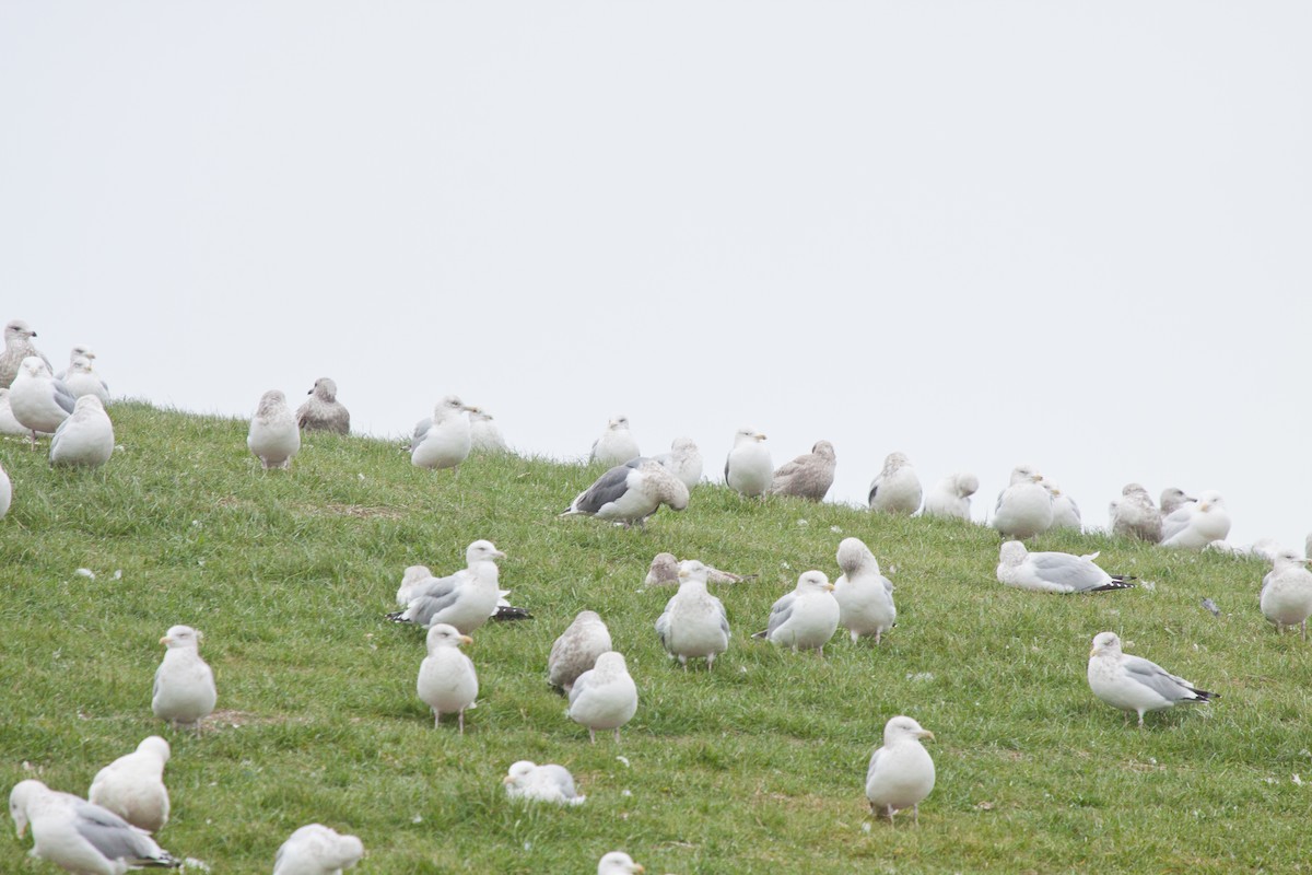 Slaty-backed Gull - ML415240441