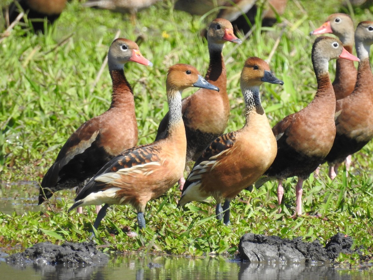 Fulvous Whistling-Duck - ML415241761