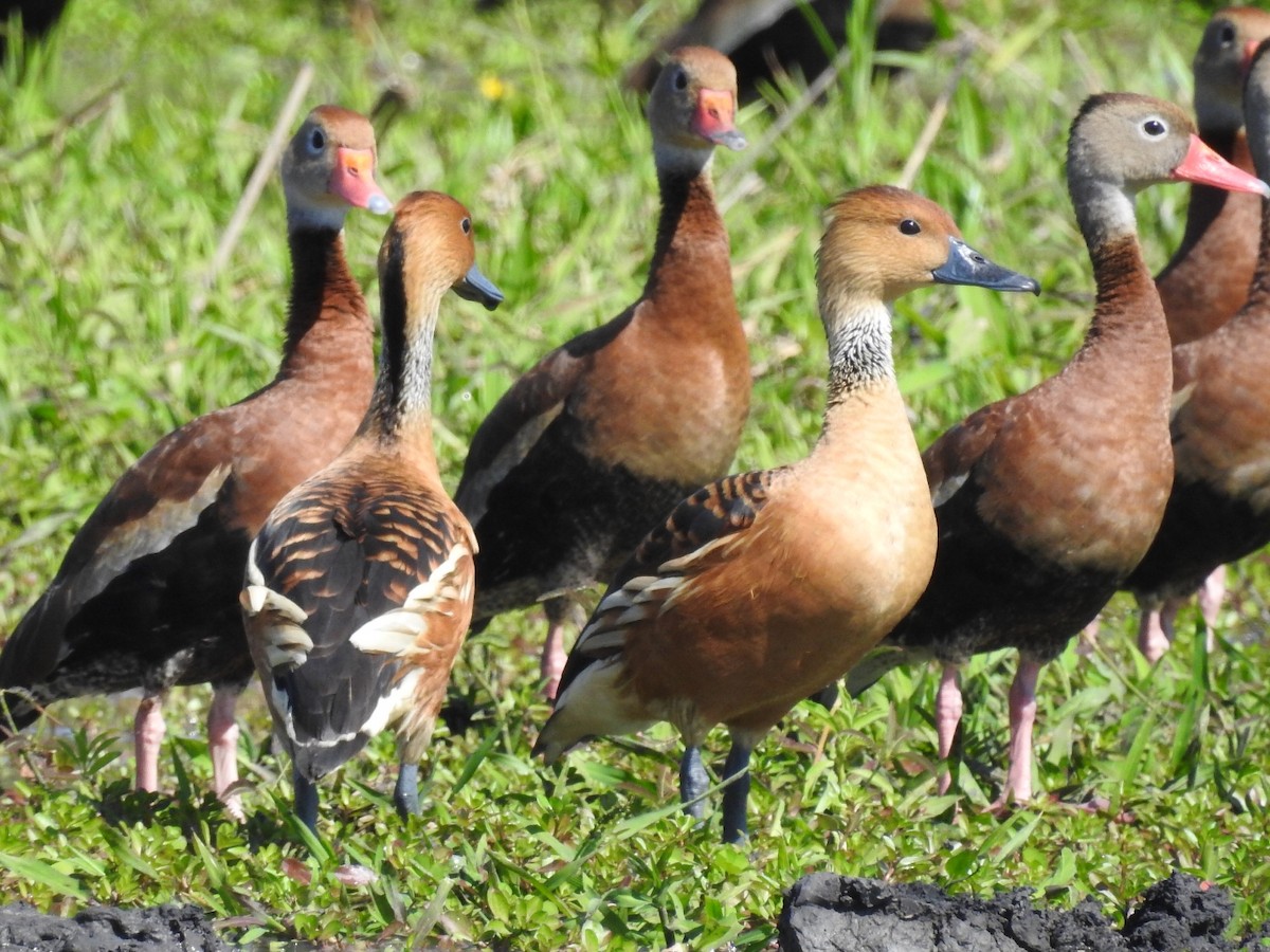 Fulvous Whistling-Duck - ML415241771