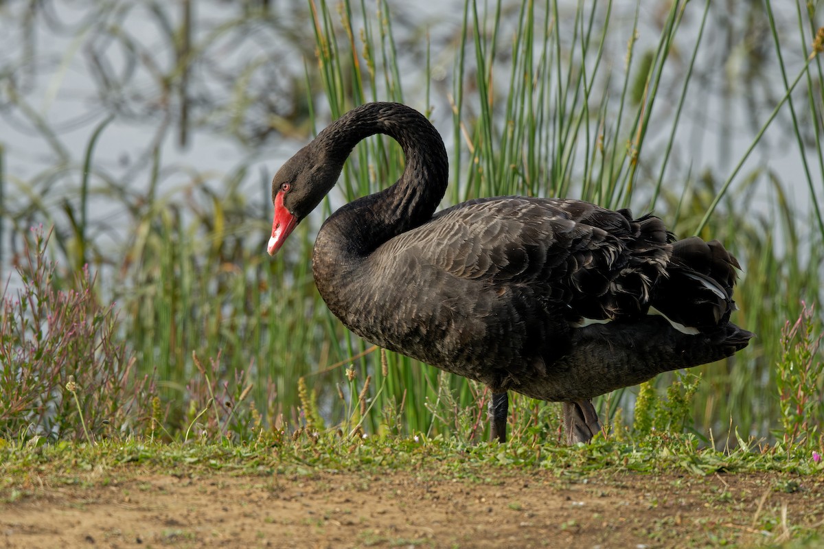 Cigno nero - ML415242231