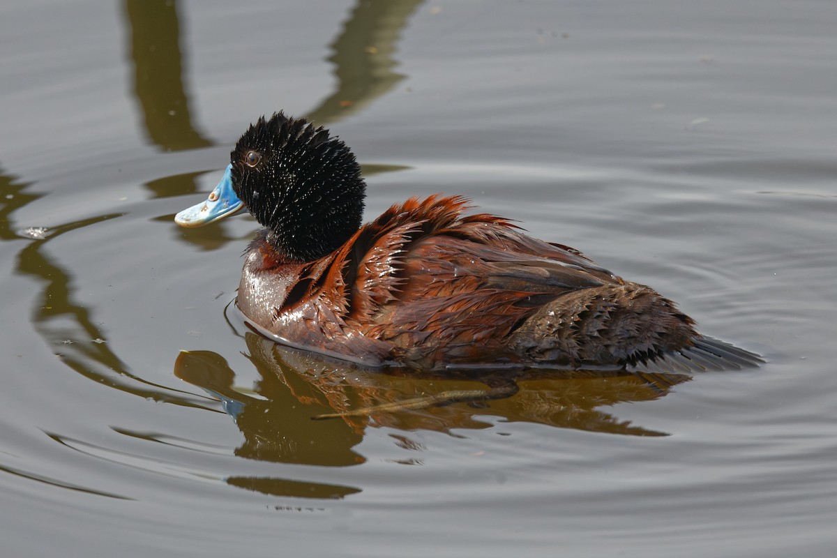 Blue-billed Duck - ML415242511