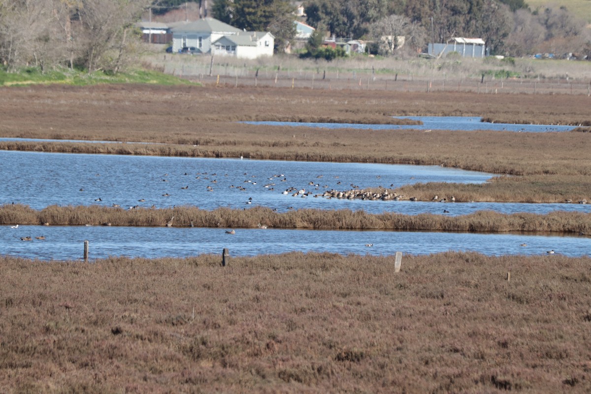 Eurasian Wigeon - ML415242701