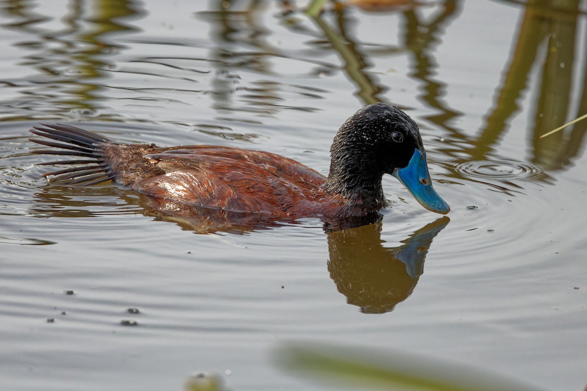 Blue-billed Duck - ML415242761