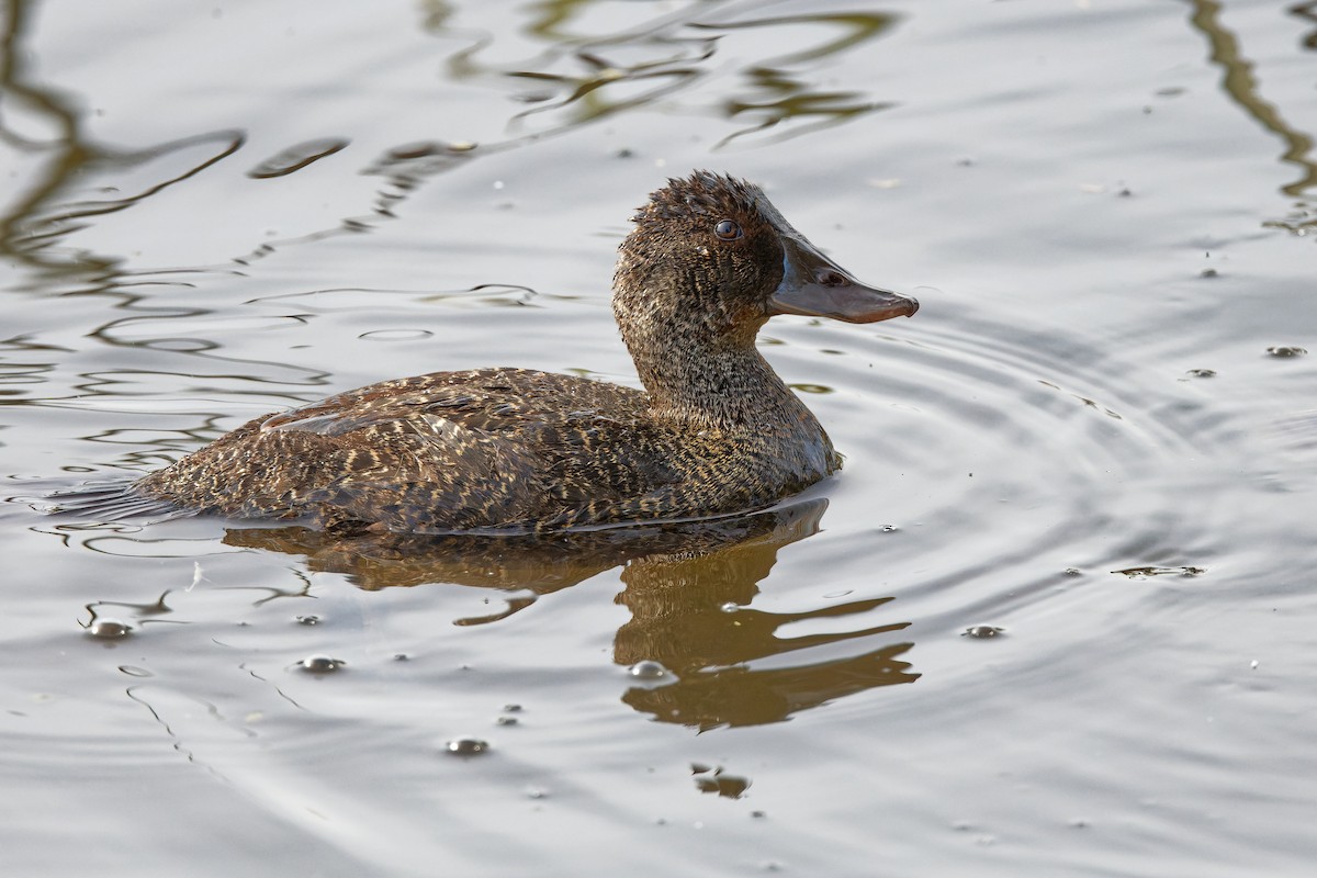 Blue-billed Duck - ML415242891