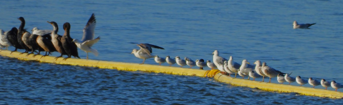 Forster's Tern - ML415243201