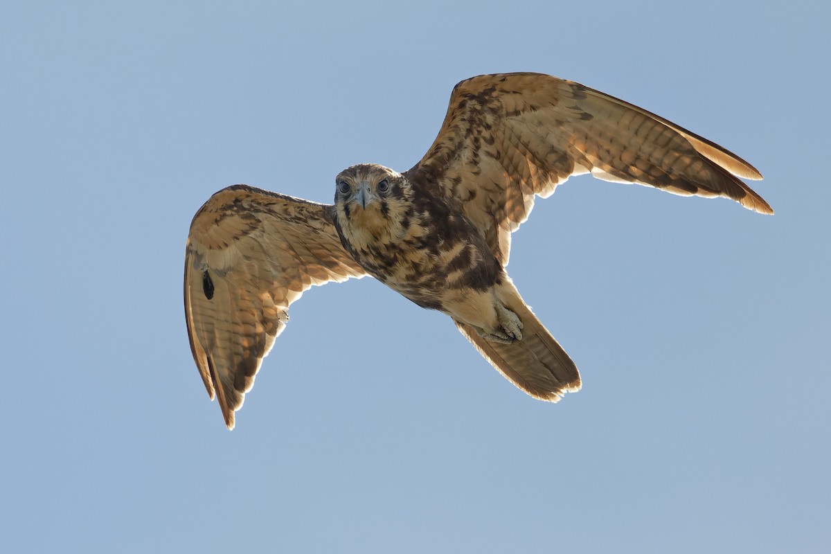 Brown Falcon - ML415243471