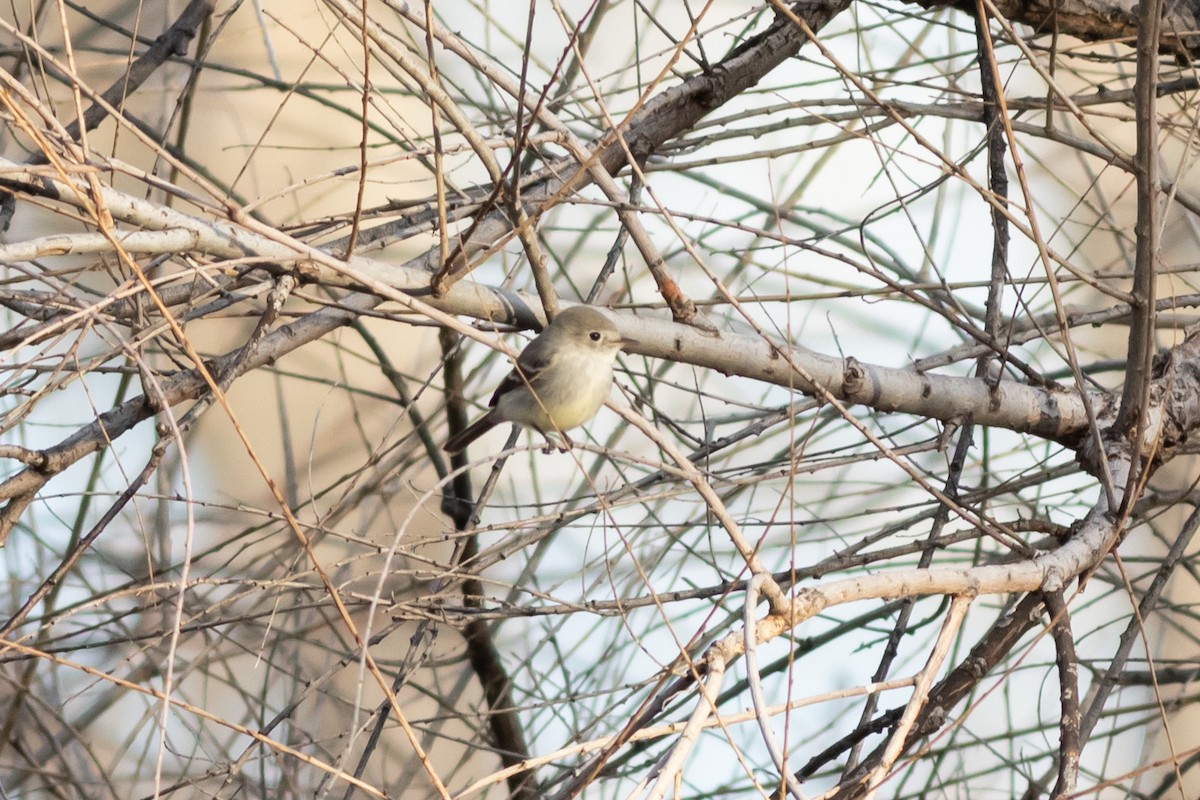 Gray Flycatcher - ML415243511