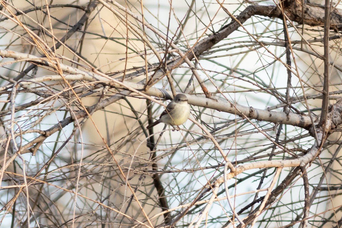 Gray Flycatcher - Peter Kwiatek