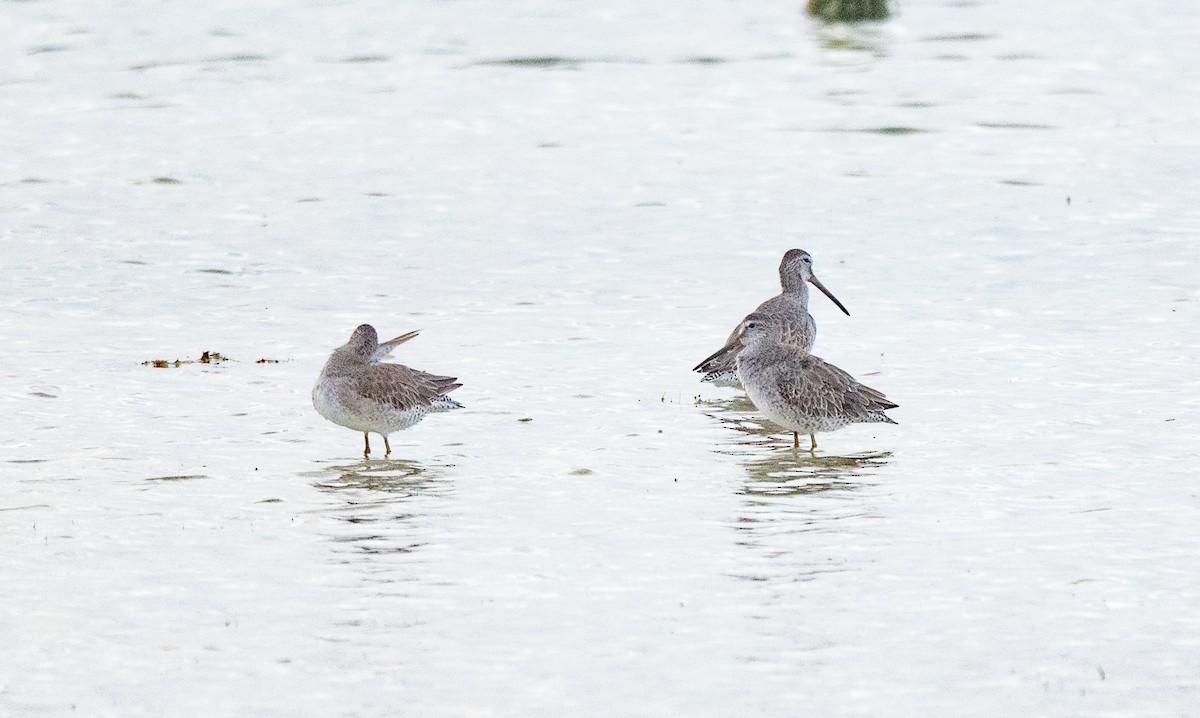 短嘴半蹼鷸 - ML415243561