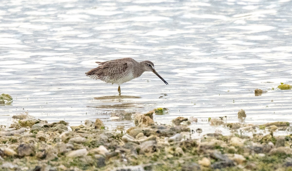 短嘴半蹼鷸 - ML415243591