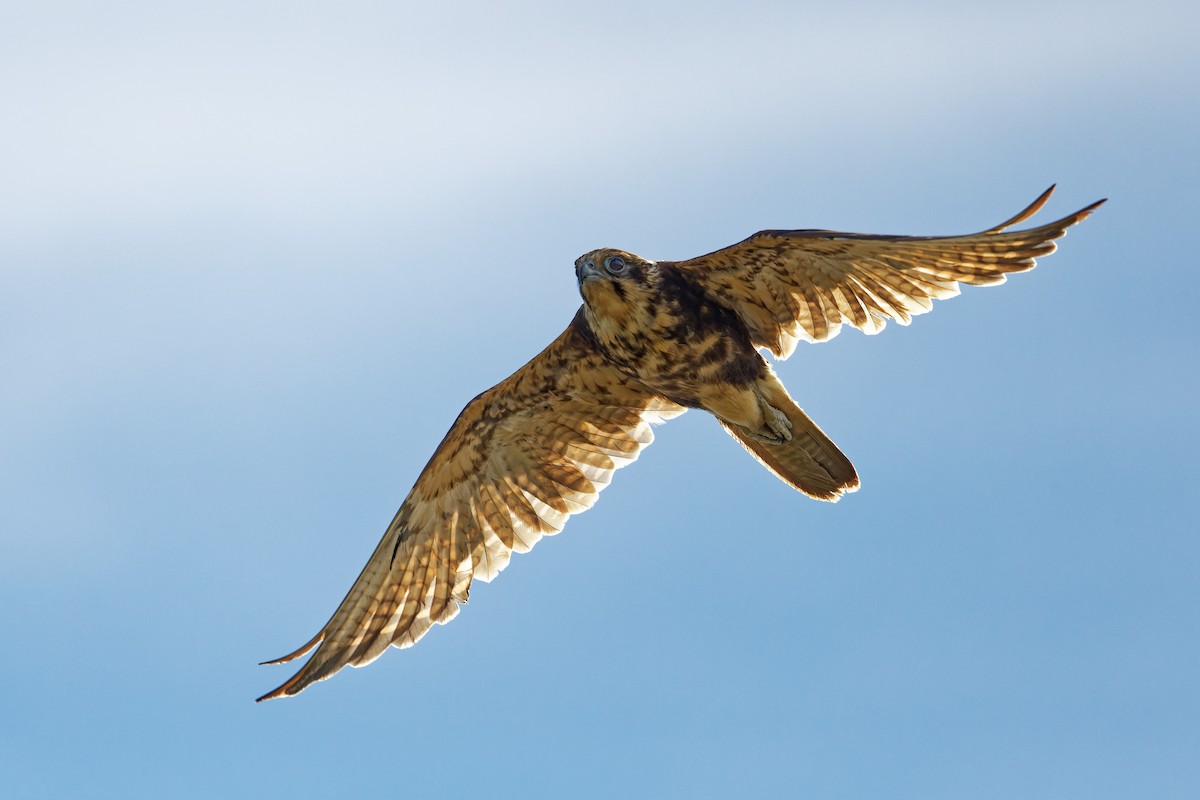 Brown Falcon - ML415243631