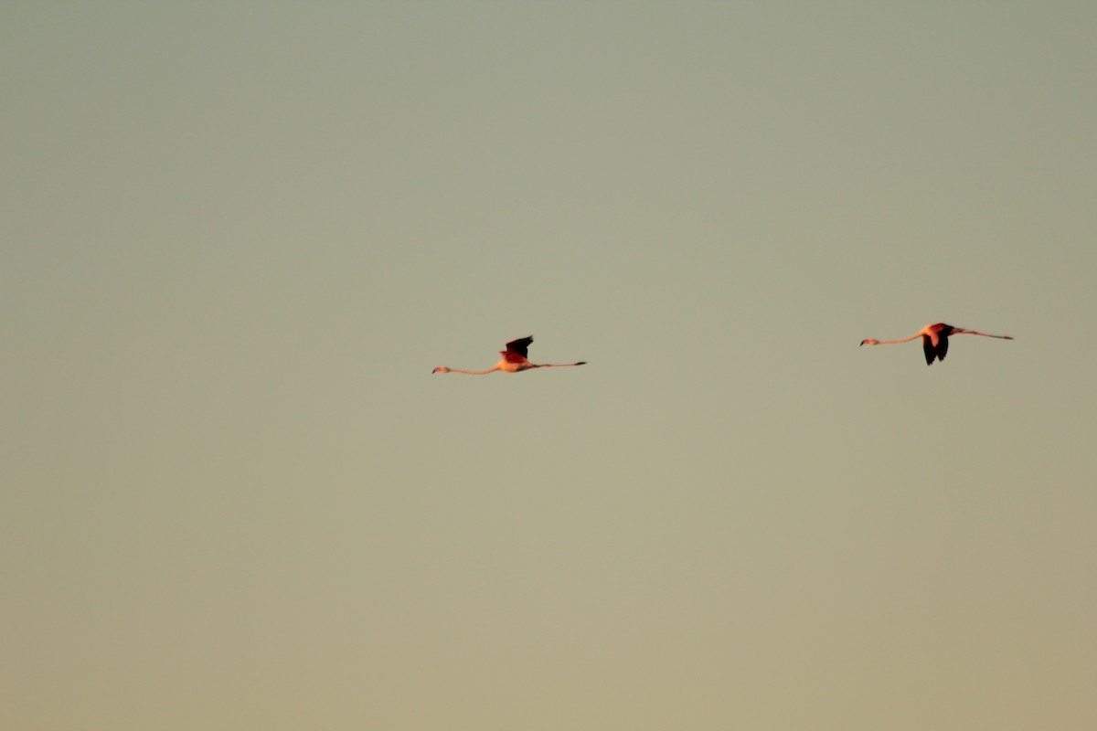 Greater Flamingo - Pedro Cardia