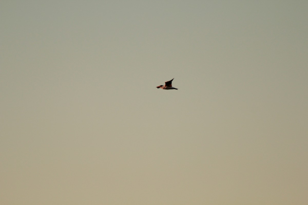 Little Tern - Pedro Cardia