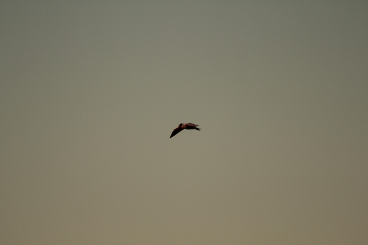 Little Tern - ML41524401