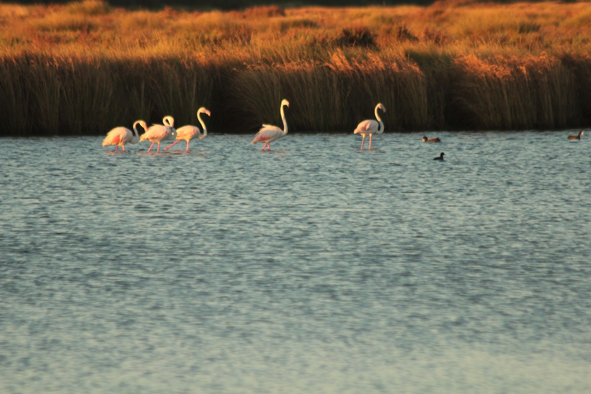 Greater Flamingo - Pedro Cardia