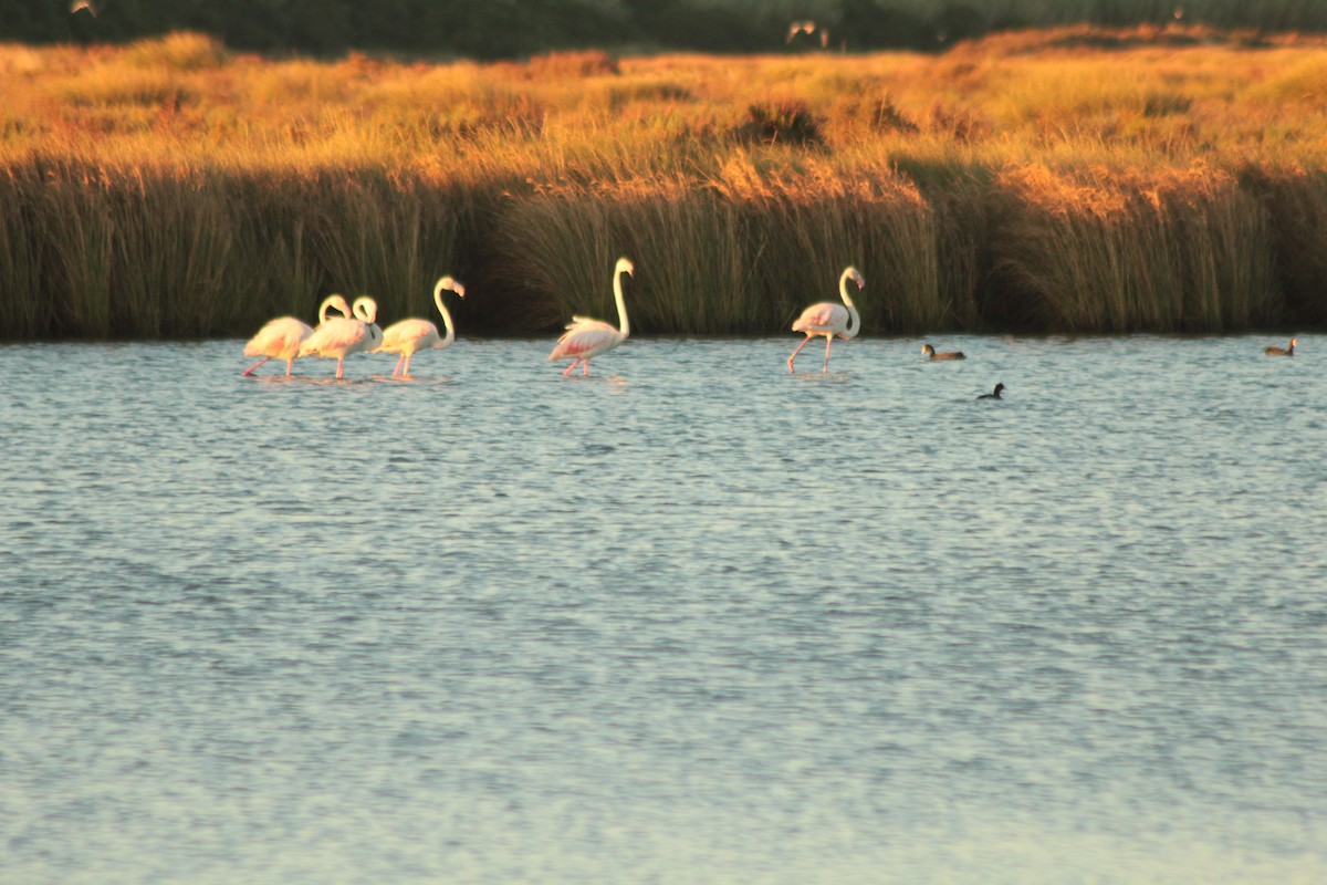 Greater Flamingo - ML41524421