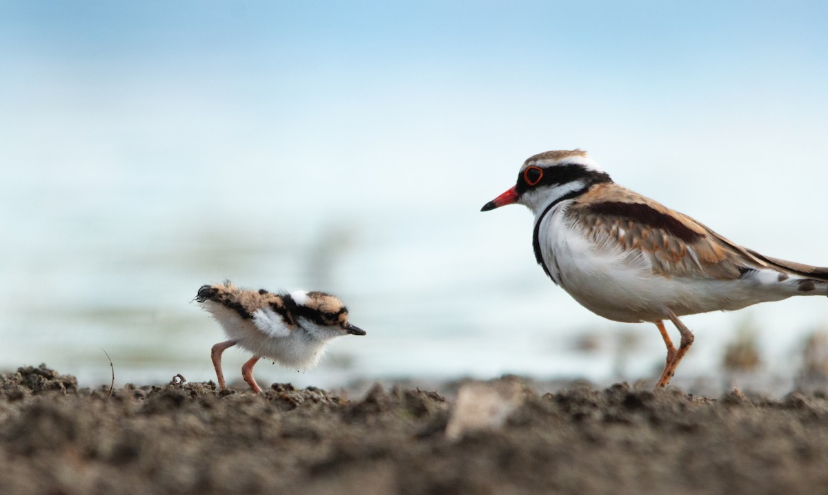 Black-fronted Dotterel - Matthaus Atkins