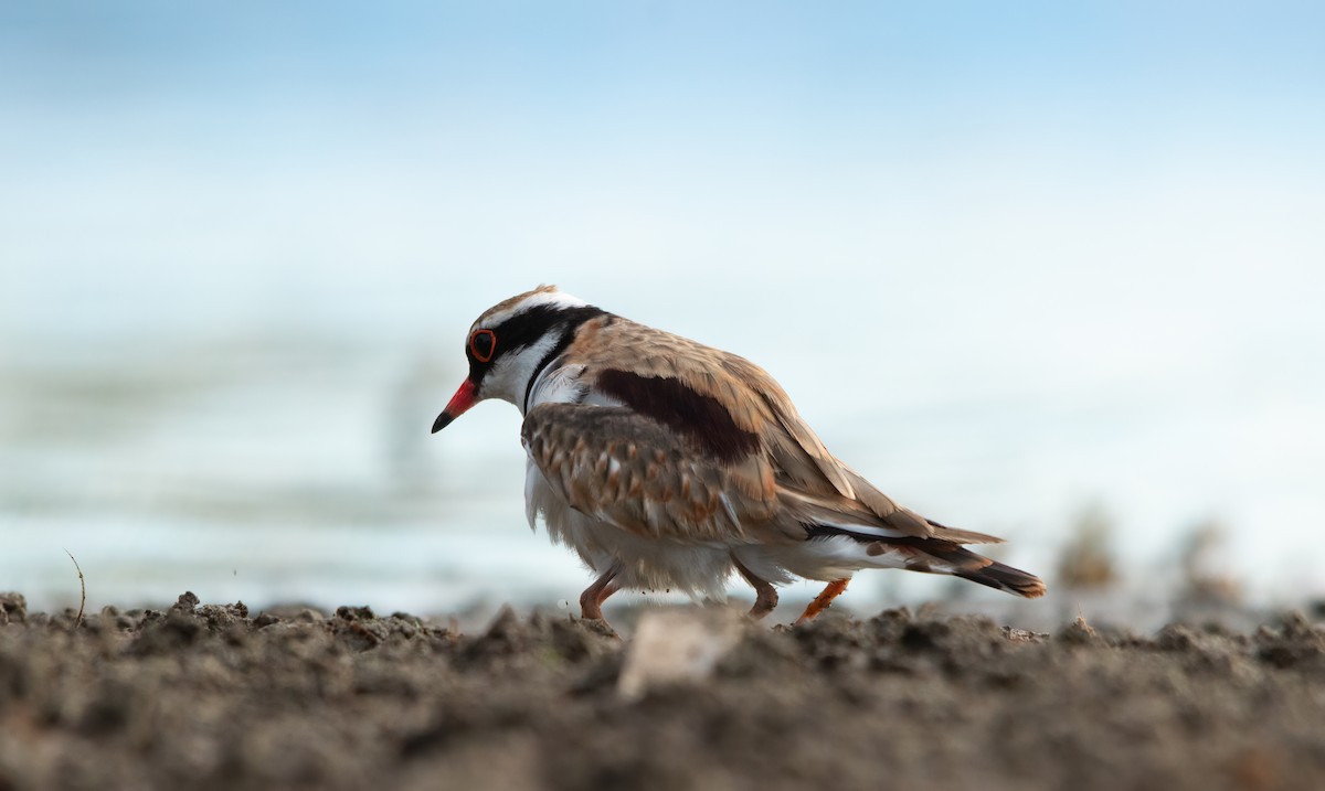 Black-fronted Dotterel - ML415244341