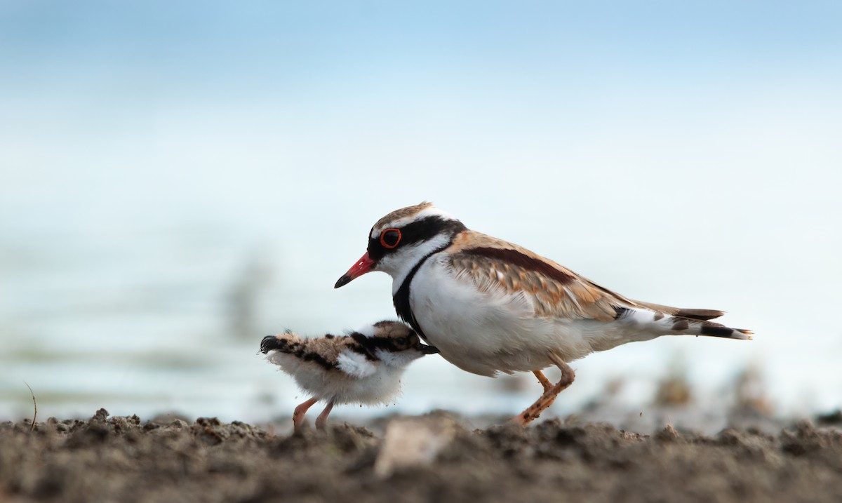 Black-fronted Dotterel - ML415244361