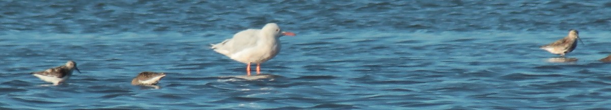 Slender-billed Gull - ML41524441