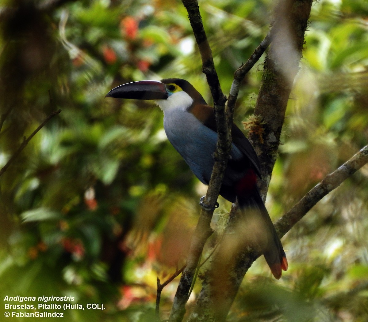 Black-billed Mountain-Toucan - ML415244461