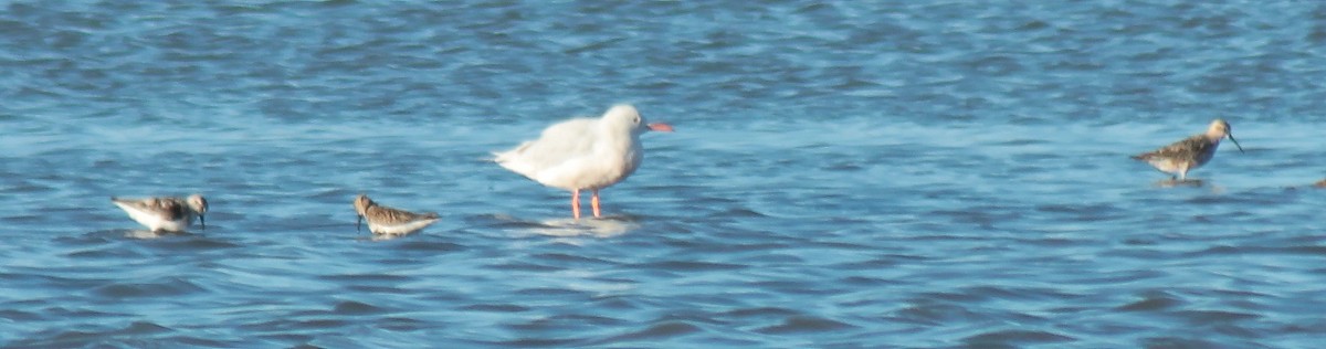 Slender-billed Gull - Pedro Cardia