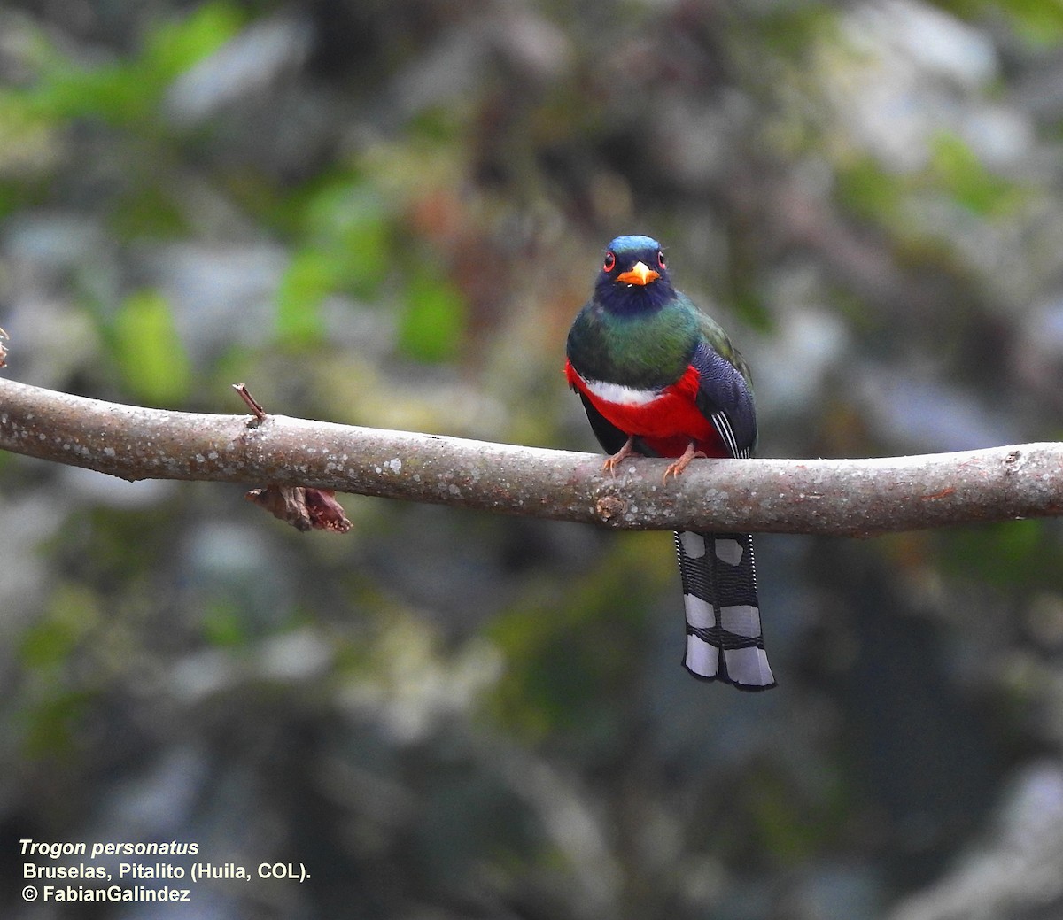 Masked Trogon - ML415244831