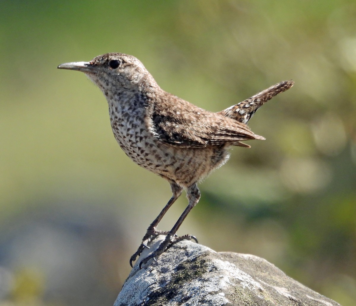 Rock Wren (Central American) - ML415245161