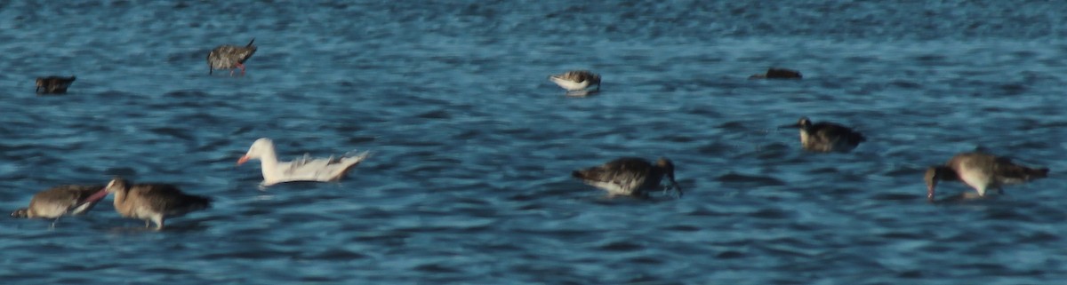 Slender-billed Gull - Pedro Cardia