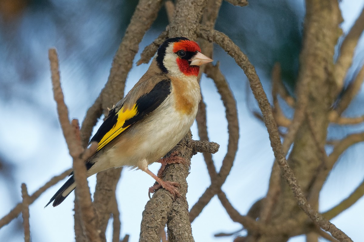 Cardellino - ML415245421