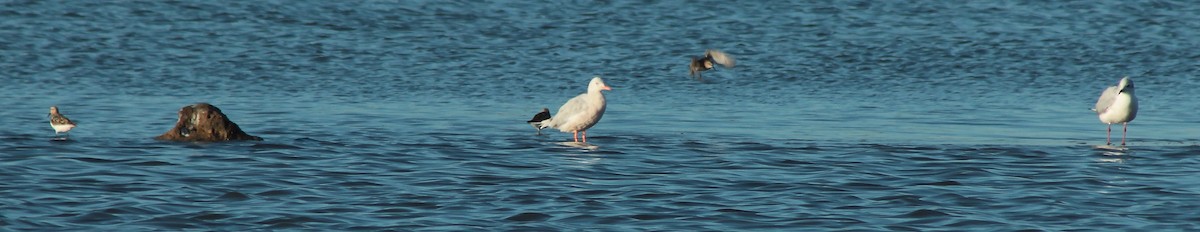 Slender-billed Gull - ML41524551