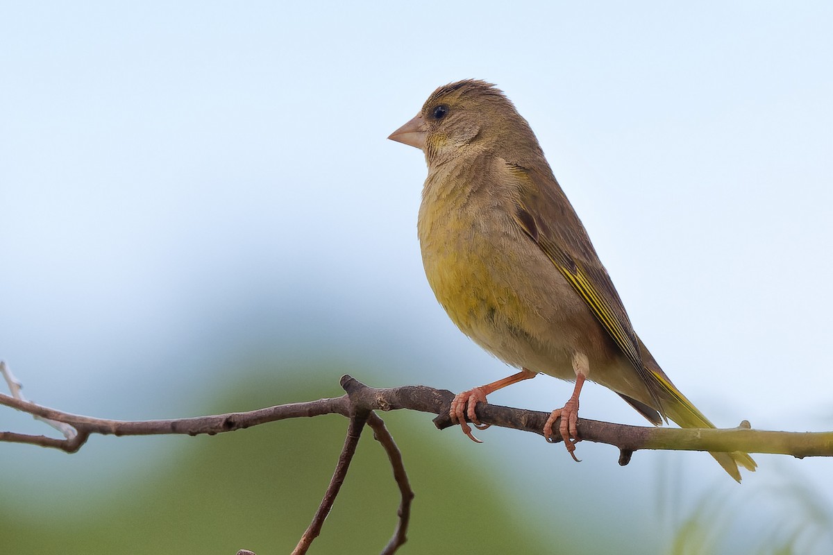 Verdone - ML415245641