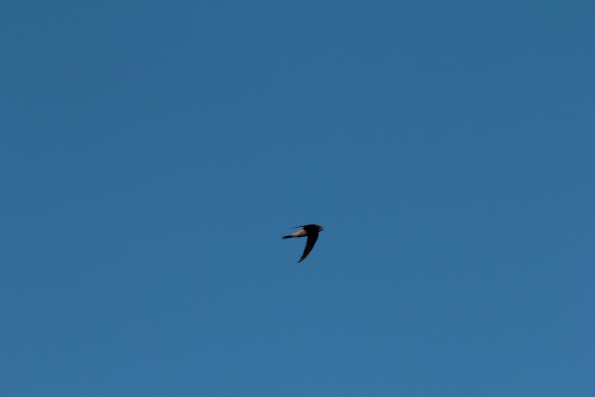 Pallid Swift - ML41524621