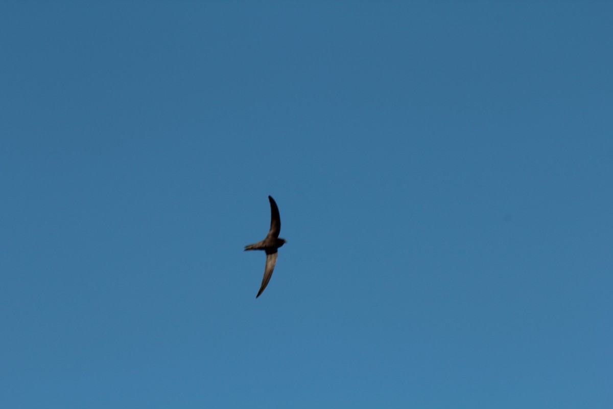 Pallid Swift - ML41524631