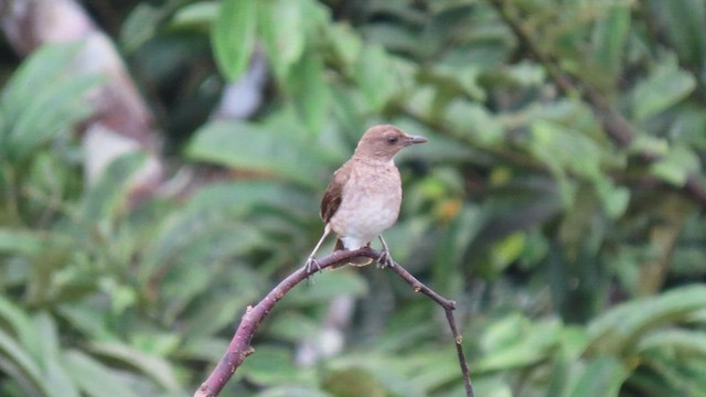 Black-billed Thrush - ML415248691