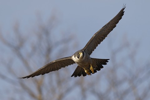 Peregrine Falcon (North American) - Falco peregrinus anatum