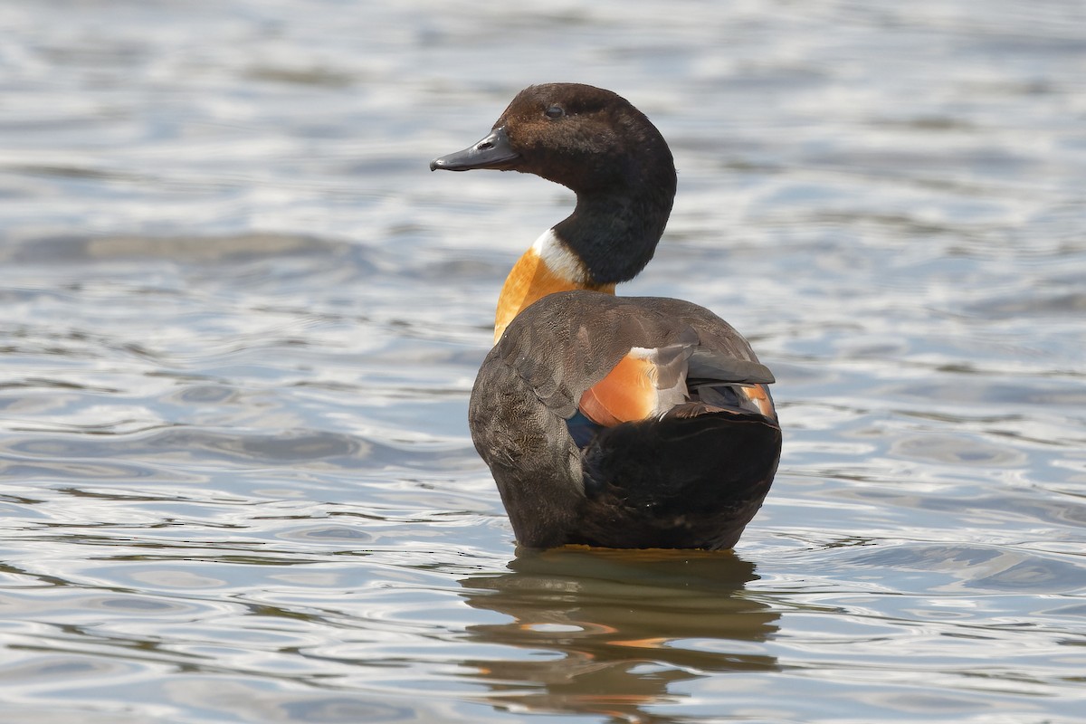 Casarca australiana - ML415250971