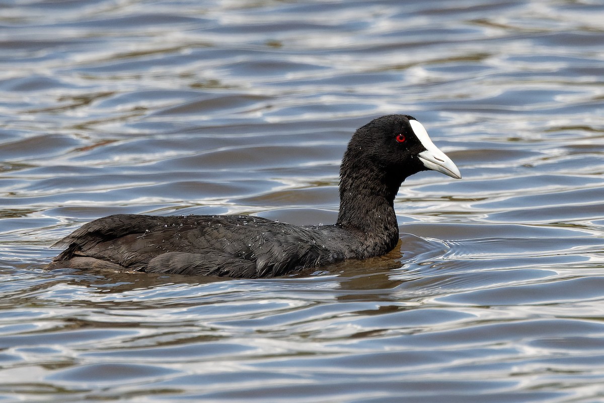 Folaga - ML415251471