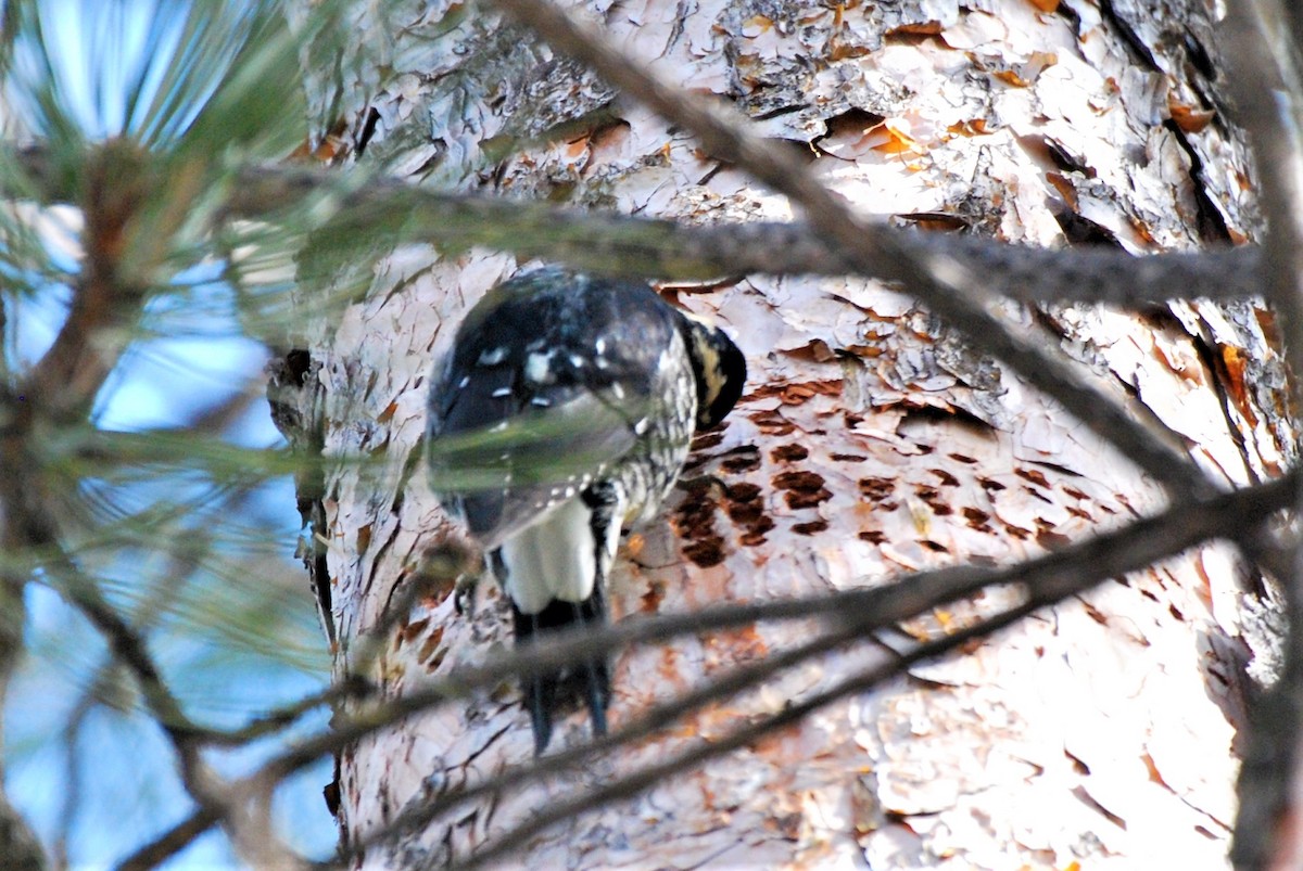 Williamson's Sapsucker - ML415251741