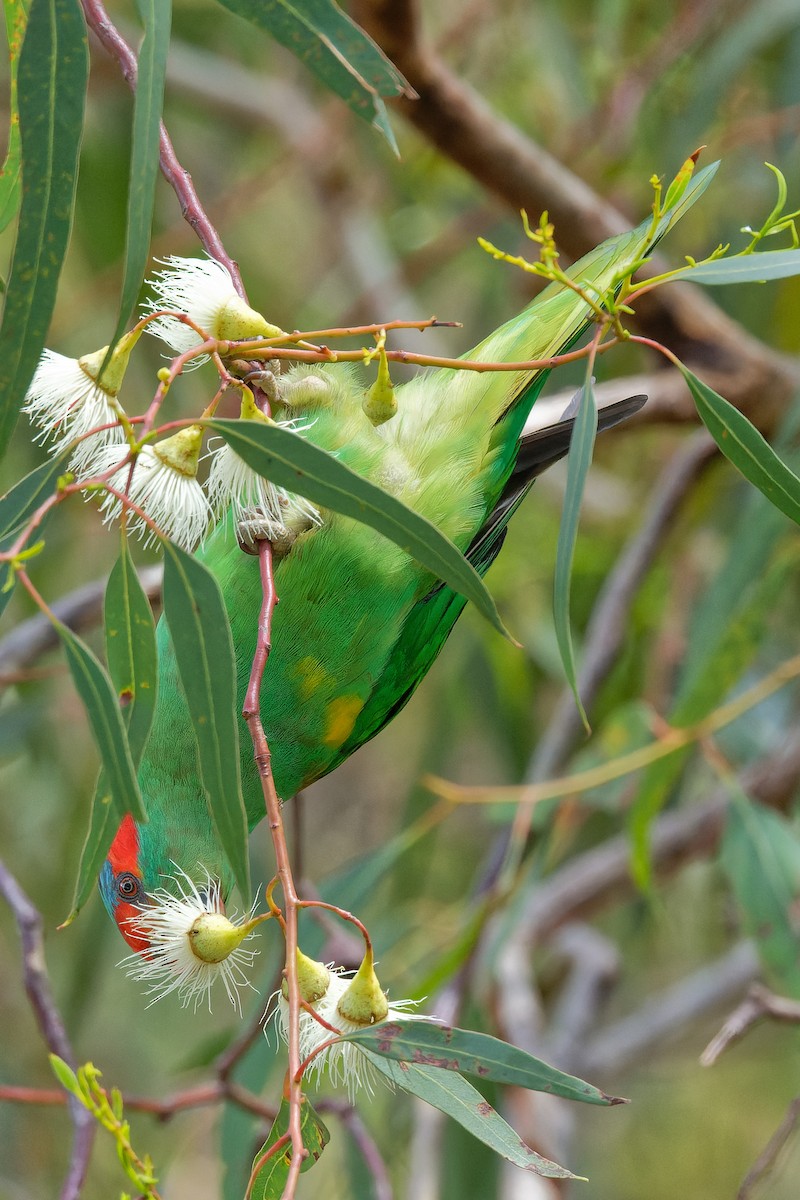 Musk Lorikeet - ML415251891