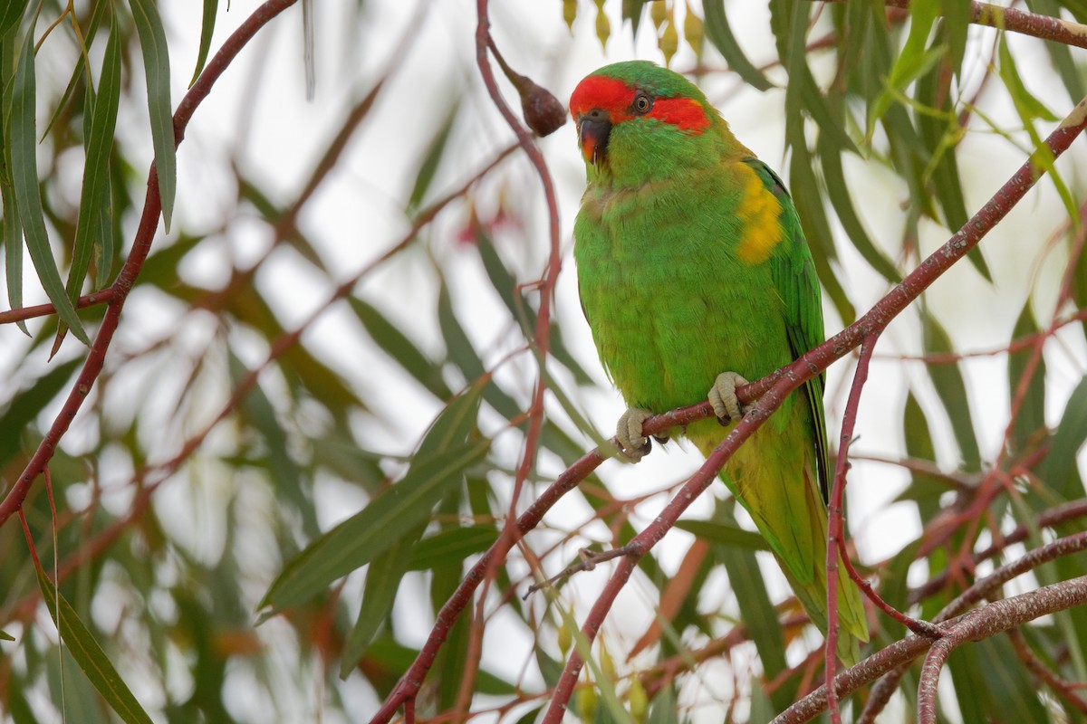 Musk Lorikeet - ML415252201
