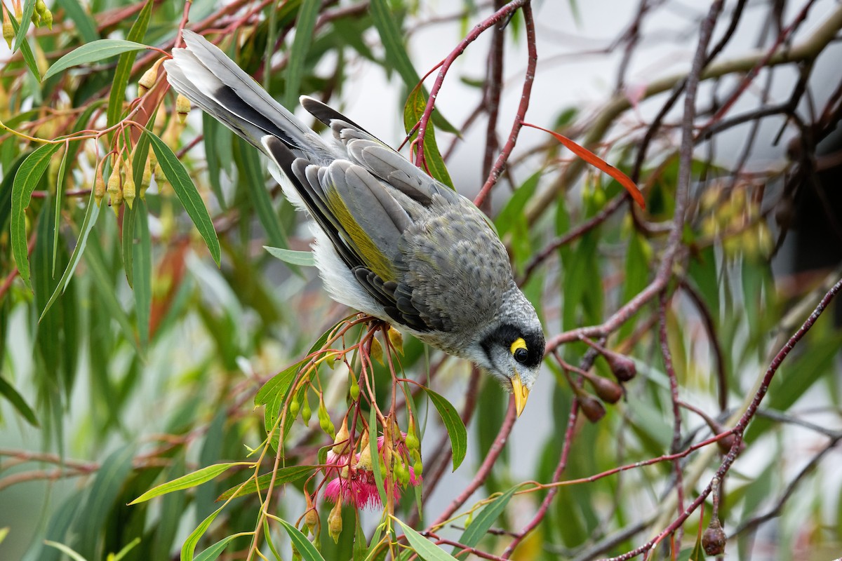 Noisy Miner - ML415252501