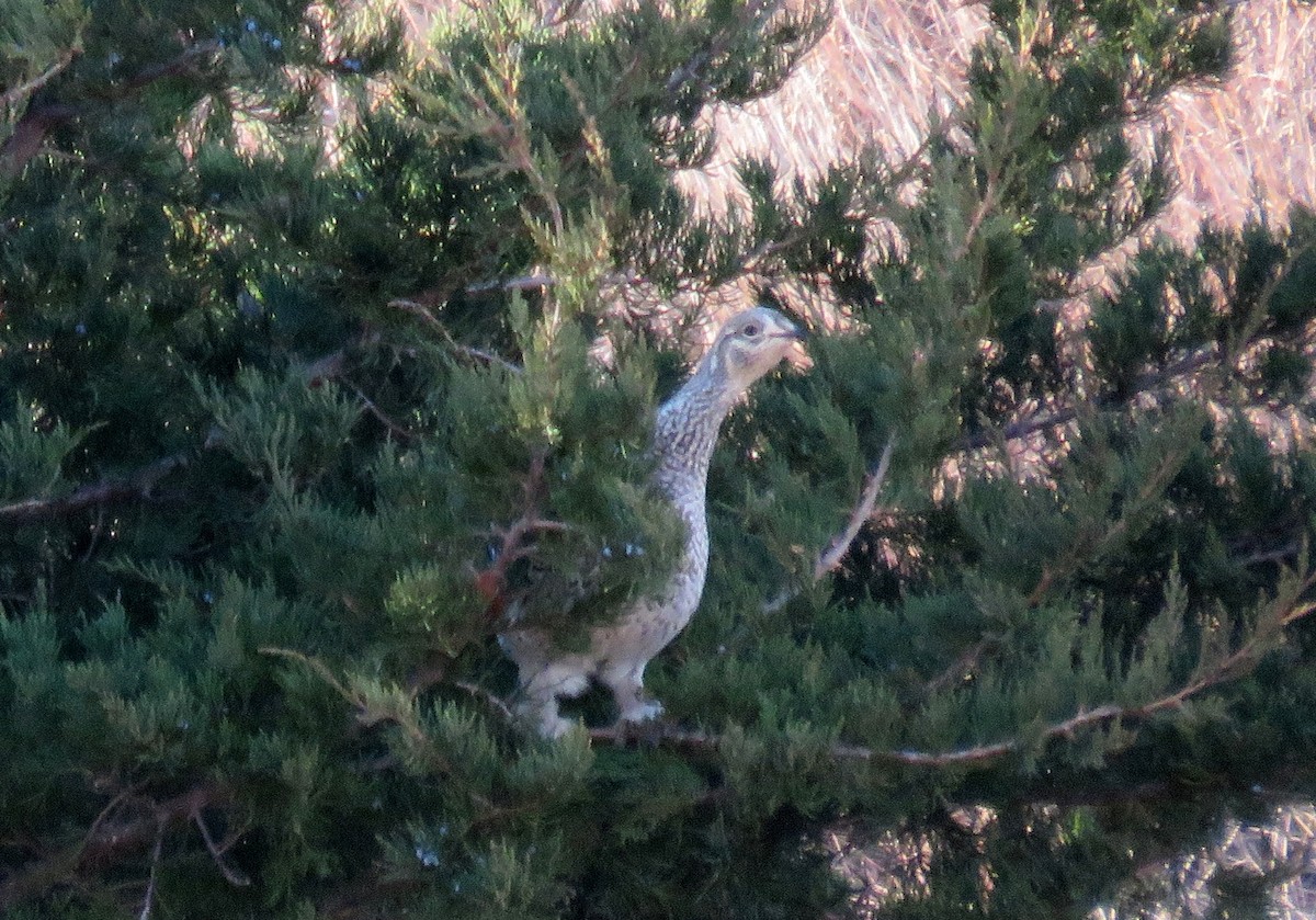 Sharp-tailed Grouse - ML41525251