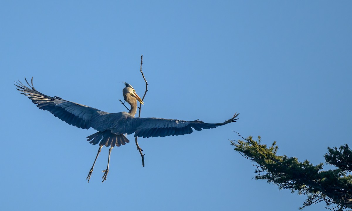 Great Blue Heron - Becky Matsubara