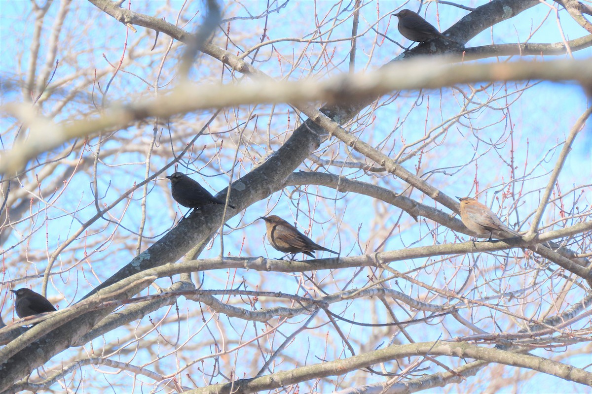 Rusty Blackbird - Robo Bette